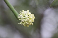 Sarcostemma viminale